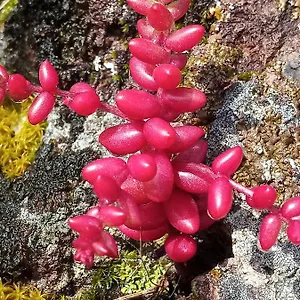 https://arcamyrtus.in-sardinia.net